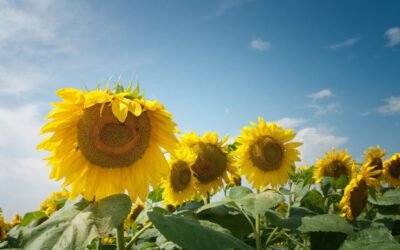 Let’s all have a threesome